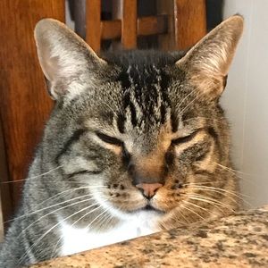 Meet your Posher, Molly